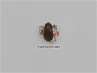 藏品(木生黑金龜)的圖片